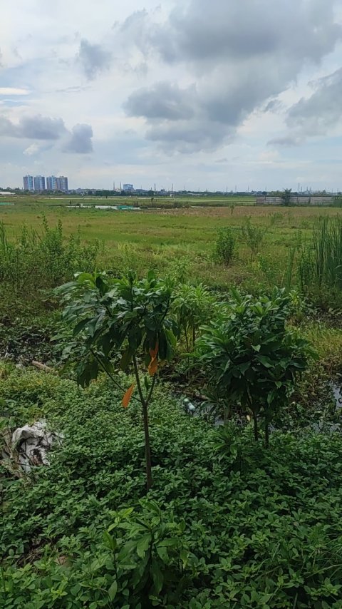Dijual Tanah Sawah Bentuk Segiempat di Rorotan Jakarta Utara
